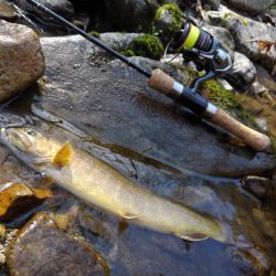 尺イワナ連続ゲット！